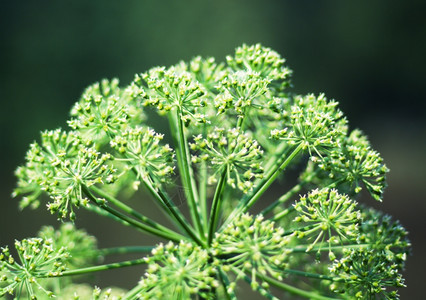 花植物群Angelica计划近距离接浅深度自然图片