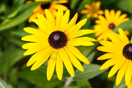 户外金光菊夏季在花园里放黄色的Rudbeckia花朵瓣图片