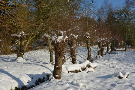 景观森林冬季风水边有雪和花粉柳波拉德图片