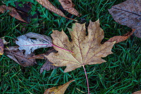 秋天枯萎的梧桐树叶背景图片