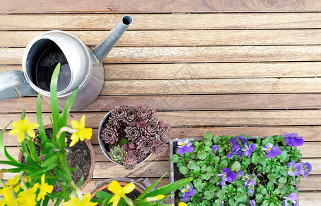 植物在木质阳台的春季花盆上方视图一种木制的图片