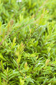 雨后叶子紧闭树上露绿色衬套浅的图片