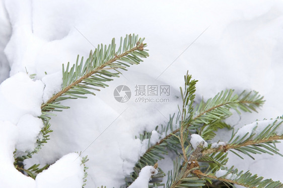 树枝覆盖积雪冬季节天分支机构新的图片