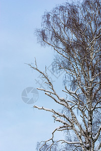 蓝色的冬季天在蓝空对面有部分干枯树枝的大型小白兔冬天美丽图片