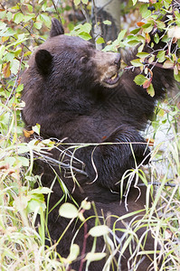 绿色j黑熊在秋天攀爬哈霍山寻找浆果红色的图片