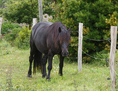 梅伦斯在布列塔尼的田野里黑米牛马一种牧场图片