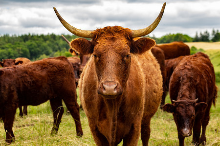雷诺销售员在法国Auvergne的牧场上撒牛在他们的牧场上撒牛康塔尔图片