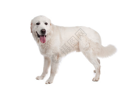 帅气可爱的白色狗狗图片