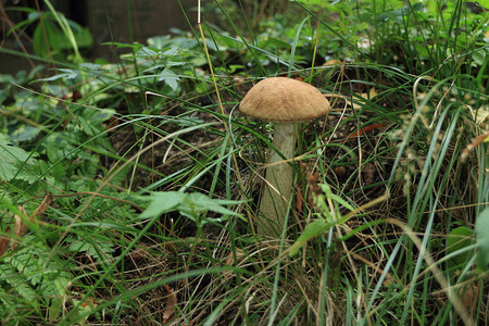 自然秋林中生长的稠密绿草中棕色树冠牛肝菌蘑菇图片