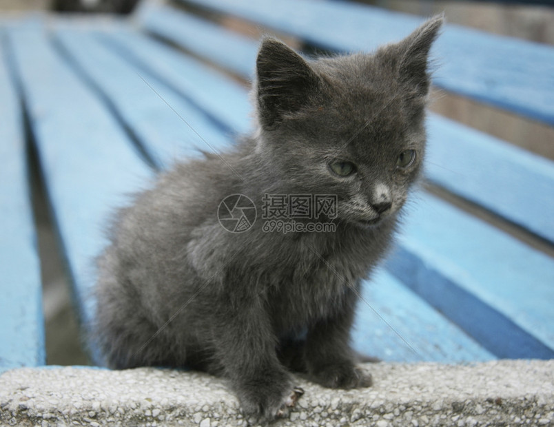 灰色的嘴晶须猫特缝正在闭着镜头看图片