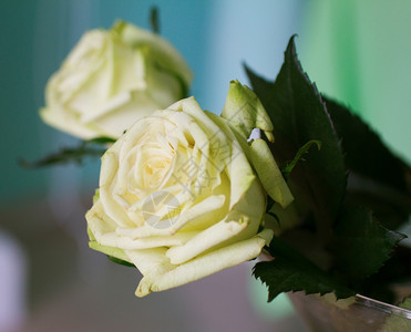 玻璃花瓶上紧贴的白玫瑰花美丽朵背景图片