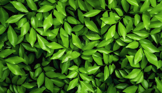 夏天绿色的植物图片