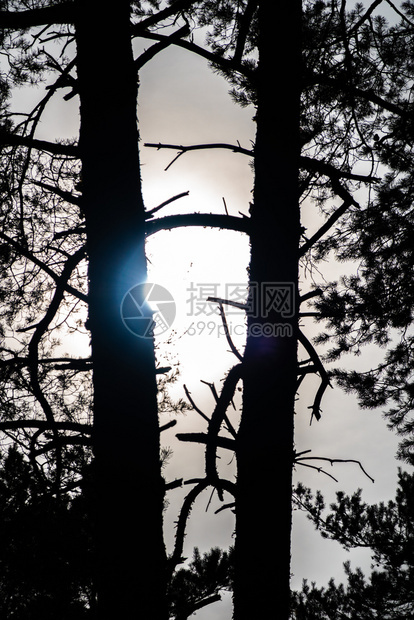 灯光对面两条松树干轮廓照片摘要树木强光抽象的图片