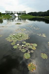 叶子莲花公园的湖边浅滩白水花朵荷图片