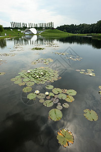 叶子莲花公园的湖边浅滩白水花朵荷背景图片