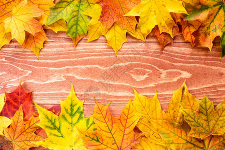 多彩秋叶边框图片
