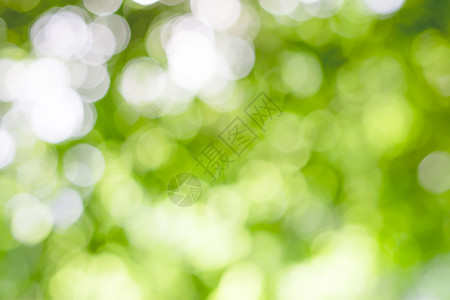 丰富多彩的夏天春绿色bokoh背景自然模糊图像图片