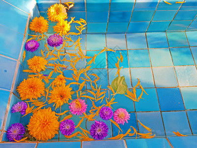 绽放开花美丽的橙色和紫兹尼亚花朵漂浮在游泳池中花园图片
