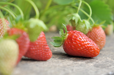 一种绿色在花园的木板上紧贴着美味新鲜而成熟的草莓食物图片