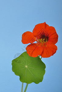蓝色背景中的金莲花美丽朵橙背景图片