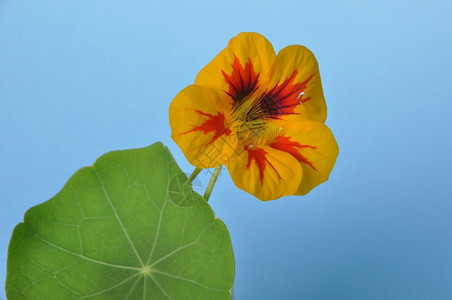 盛开花园自然蓝色背景中的金莲花图片