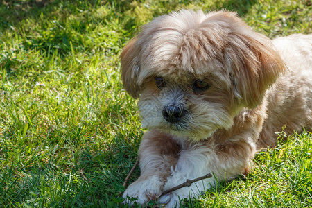 藏毛皮拉萨GingerLhasaApso狗躺在花园的草地上图片