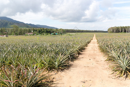 亚洲衬套庄稼透过泰国普吉的菠萝田图片