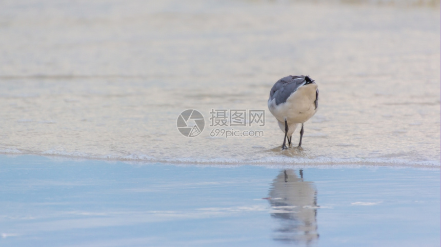 景观海岸翅膀密尔斯堡海滩岸边的鸥图片