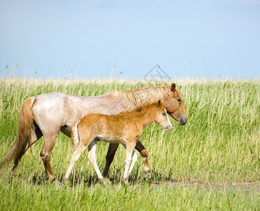 哺乳动物马匹背景图片