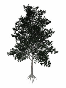 绿色Shagbark山核桃Caryaovata树在白色背景中分离3D渲染Shagbark树渲染叶子沙巴克图片