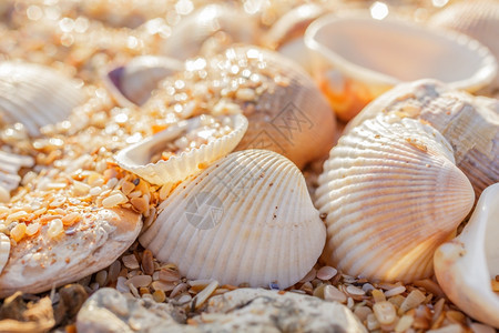 沙子碎石贝壳近岸软体动物自然复制图片
