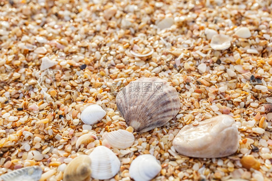沙子碎石贝壳近岸海夏天鹅卵石图片