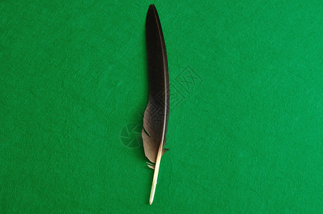 绿色背景中间的黑羽毛显示在绿色背景中翅膀目的精美图片