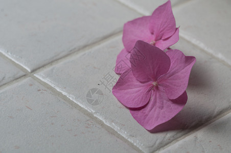 绣球花新鲜的白瓷粉色Hydranga花朵上的白色粉红花束夏天图片