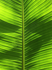 自然植物群抽象的逆光照亮新鲜绿香蕉树叶图片
