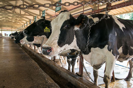 牛棚奶场内的乳制品动物图片