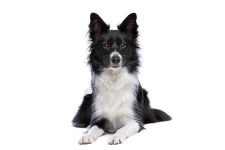 工作室动物一种黑白边境牧羊犬躺在白色背景前黑边境牧羊犬图片素材
