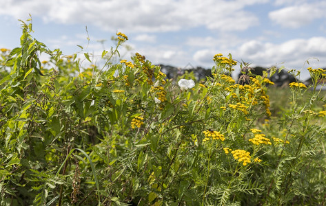 白色的黄花和野生朵以蓝天空和云彩为背景在内地生长的黄花朵植物群绿色图片