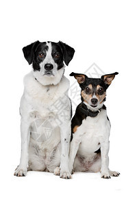小狗宠物头发坐在白色背景面前的混合种狗两合狗图片