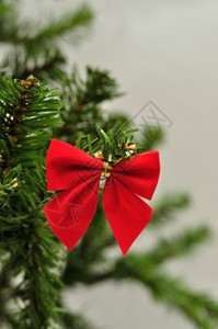圣诞树枝上红色蝴蝶结图片