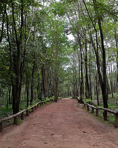 荒野龙脑香科穿越泰国Dipterocarp森林的轨迹自然图片