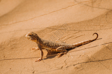 沙漠中的蜥蜴图片