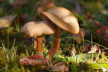菌新鲜的秋天两颗莫氏甘草蘑菇苔藓图片