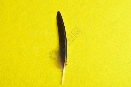 脆弱的黄色背景中间显示的黑色羽毛一种自然图片
