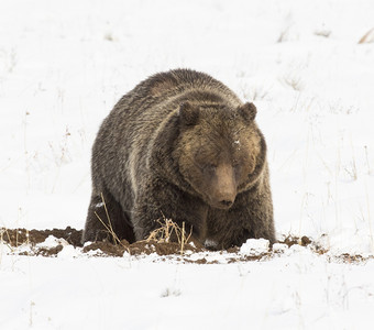 j食物灰熊挖掘种子和积雪管为了图片