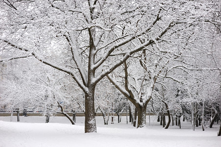 十二月冷静的城市寒冬日冷天带雪树木一月图片
