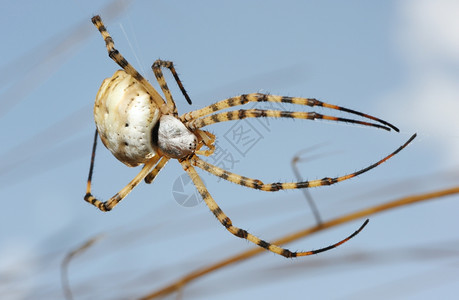 昆虫蜘蛛图片