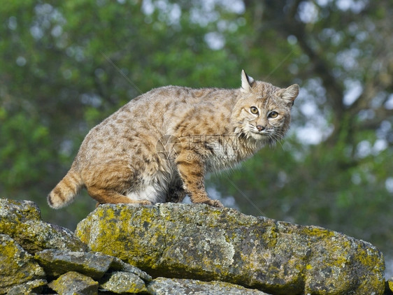 春季时山猫在岩石上用地衣j动物亨德森图片