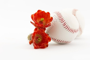 沙漠白色的花朵亚利桑那州的春仙人掌联盟在亚利桑那州有两场棒球图片