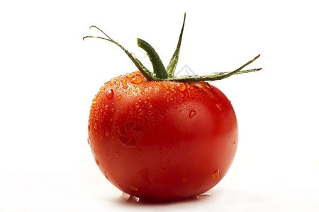 新鲜有机的水果湿番茄一只红白色背景的西红番茄被隔离图片